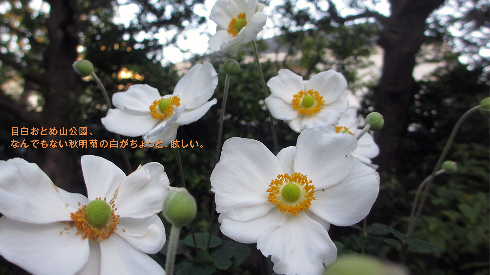 しゅーめいぎく