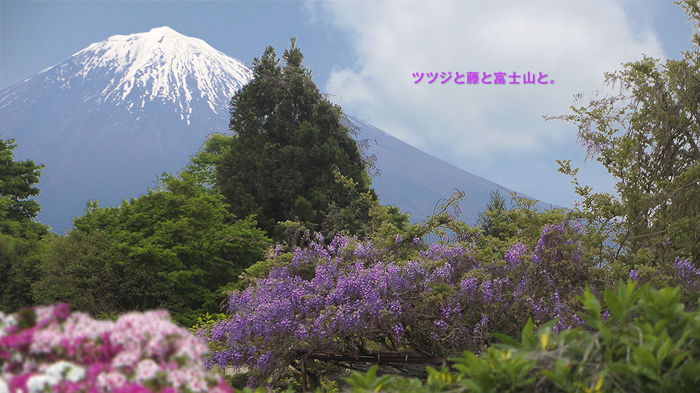 ふじふじつつじ