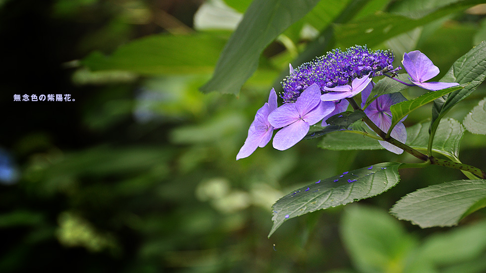 あじさい