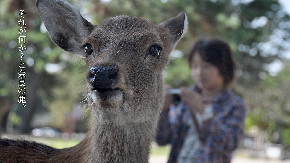 奈良の鹿