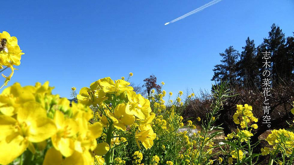 菜の花志木