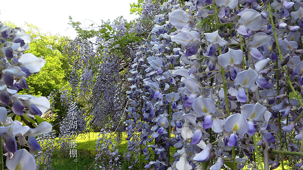 藤棚