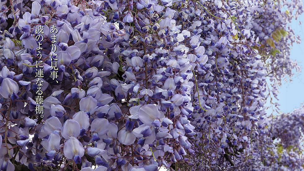 藤棚大宮
