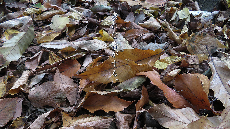 落ち葉