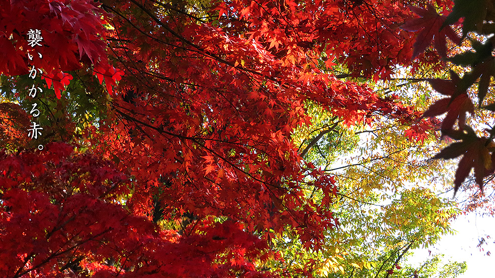 赤モミジ