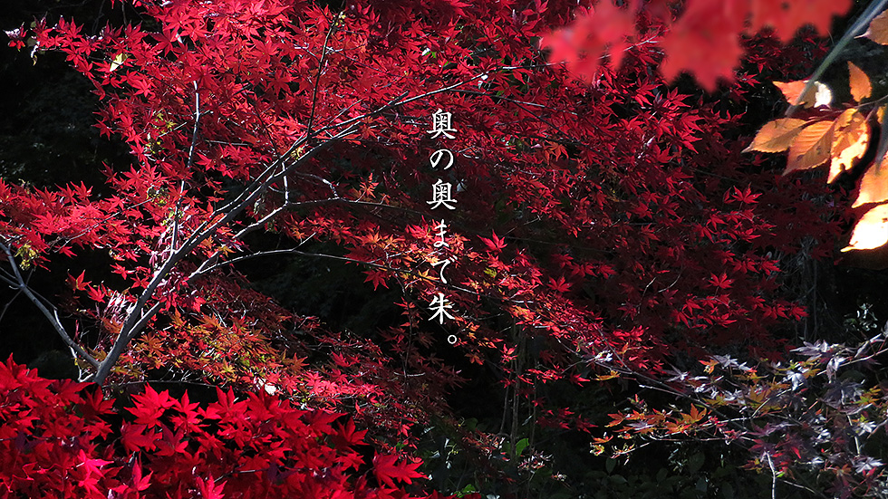 モミジの赤