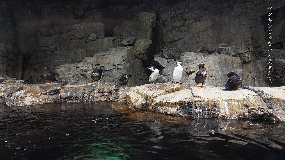 ペンギンもどき